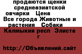 продаются щенки среднеазиатской овчарки › Цена ­ 30 000 - Все города Животные и растения » Собаки   . Калмыкия респ.,Элиста г.